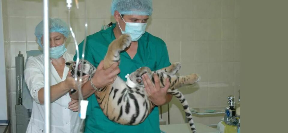 зубков владимир викторович. клиника зубков андрей олегович. гунев максим ветеринарный врач-хирург. смородин николай александрович ветеринар. ключников александр геннадьевич ростов на дону.