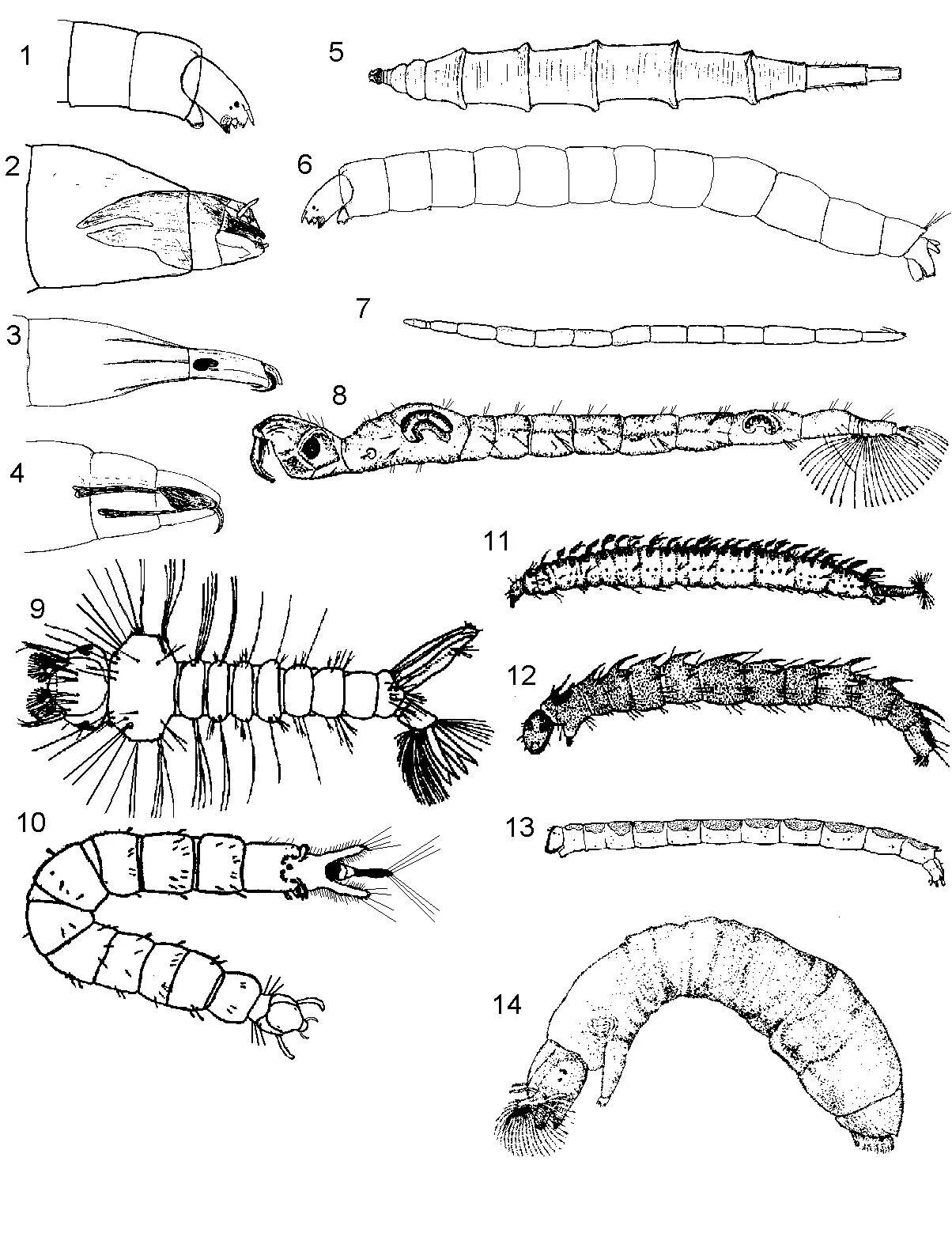 Ptychopteridae личинки. Личинки двукрылых Diptera. Личинки хирономид. Определитель личинок двукрылых.