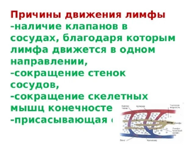 Движение лимфатических сосудов. Причины движения лимфы по сосудам. Движение лимфы по лимфатическим сосудам обеспечивают. Причины движения лимфы по лимфососудам. Причины движения лимфы по лимфатическим сосудам.