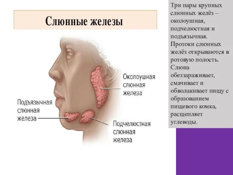 Поднижнечелюстные слюнные железы протоки. Выводной проток околоушной железы. Проток околоушной железы анатомия. Воспаление протоков подъязычных слюнных желез. Лимфоузлы на языке