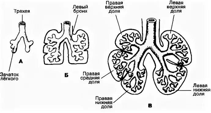 Стадии развития легких. Формирование дыхательной системы у эмбриона. Развитие органов дыхательной системы человека. Схема развития дыхательной системы. Эмбриогенез дыхательной системы человека.