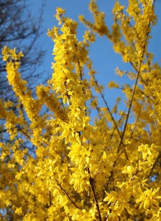 Форзиция линвуд описание. Форзиция линвуд. форзиция промежуточная линвуд. форзиция промежуточная lynwood (линвуд). форзиция линвуд голд.