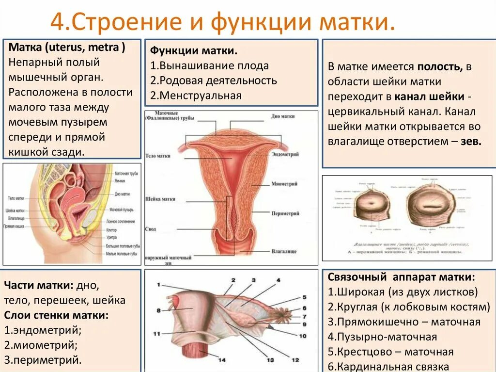 Половые органы строение функции. Строение матки. Женской половой системы. Матка строение и функции. Анатомия матки и влагалища.