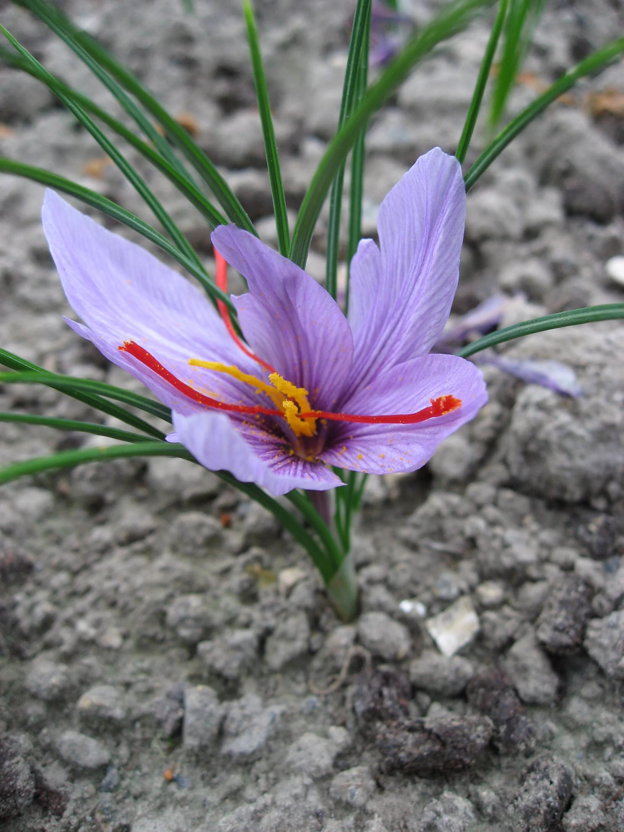 Шафран посевной. Крокус Шафран посевной. Шафран специя Крокус. Sativus Saffron Крокус. Crocus sativus (Крокус сативус ) Шафран посевной.