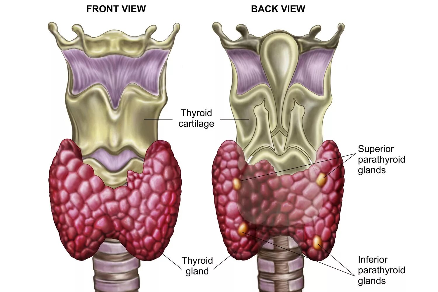 Что такое щитовидная железа. Щитовидная и паращитовидная железы анатомия. Анатомия щитовидной и паращитовидной желез. Щитовидная железа и паращитовидная железа. Строение щитовидной и паращитовидной железы.