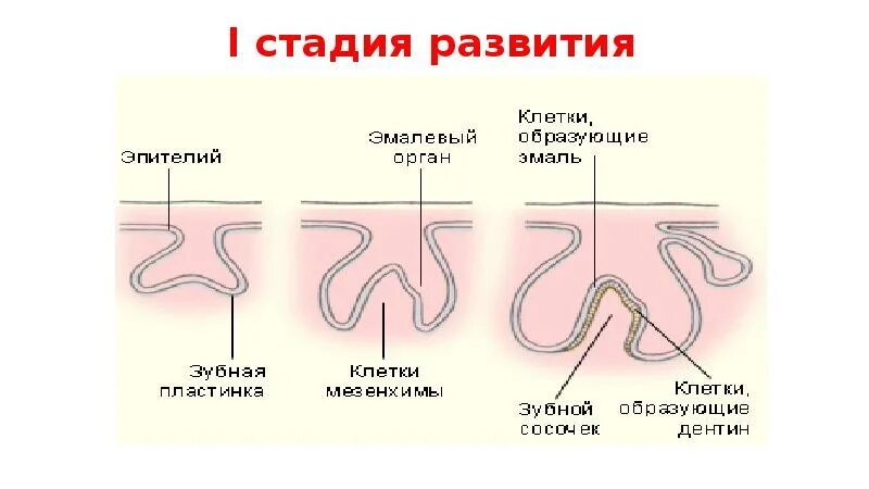 Стадии развития зуба. Стадии развития зубного зачатка.