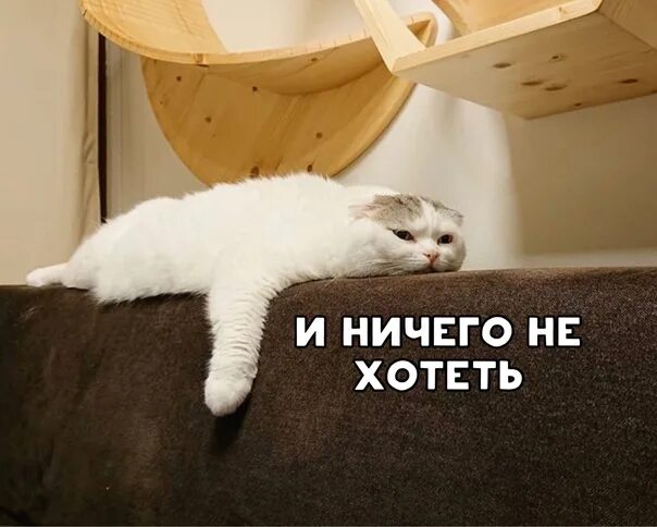 Слишком ленивый. Когда ты слишком ленив. настроение валятся и ничего не делать зитракс.