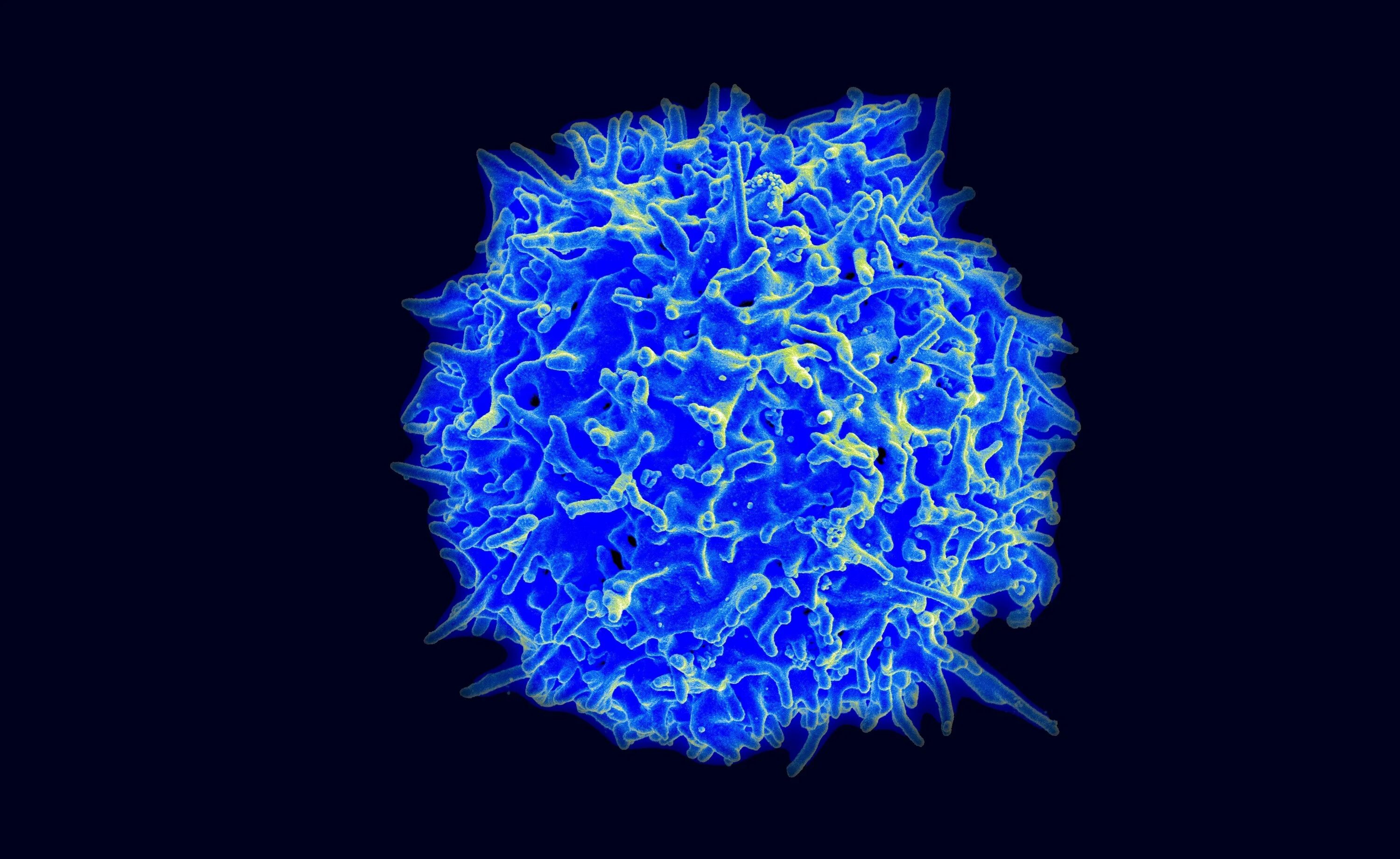 Клетки т 8. Cd4 лимфоциты это. Т И В лимфоциты микрофотография. Т лимфоциты памяти. Т клетки памяти иммунология.