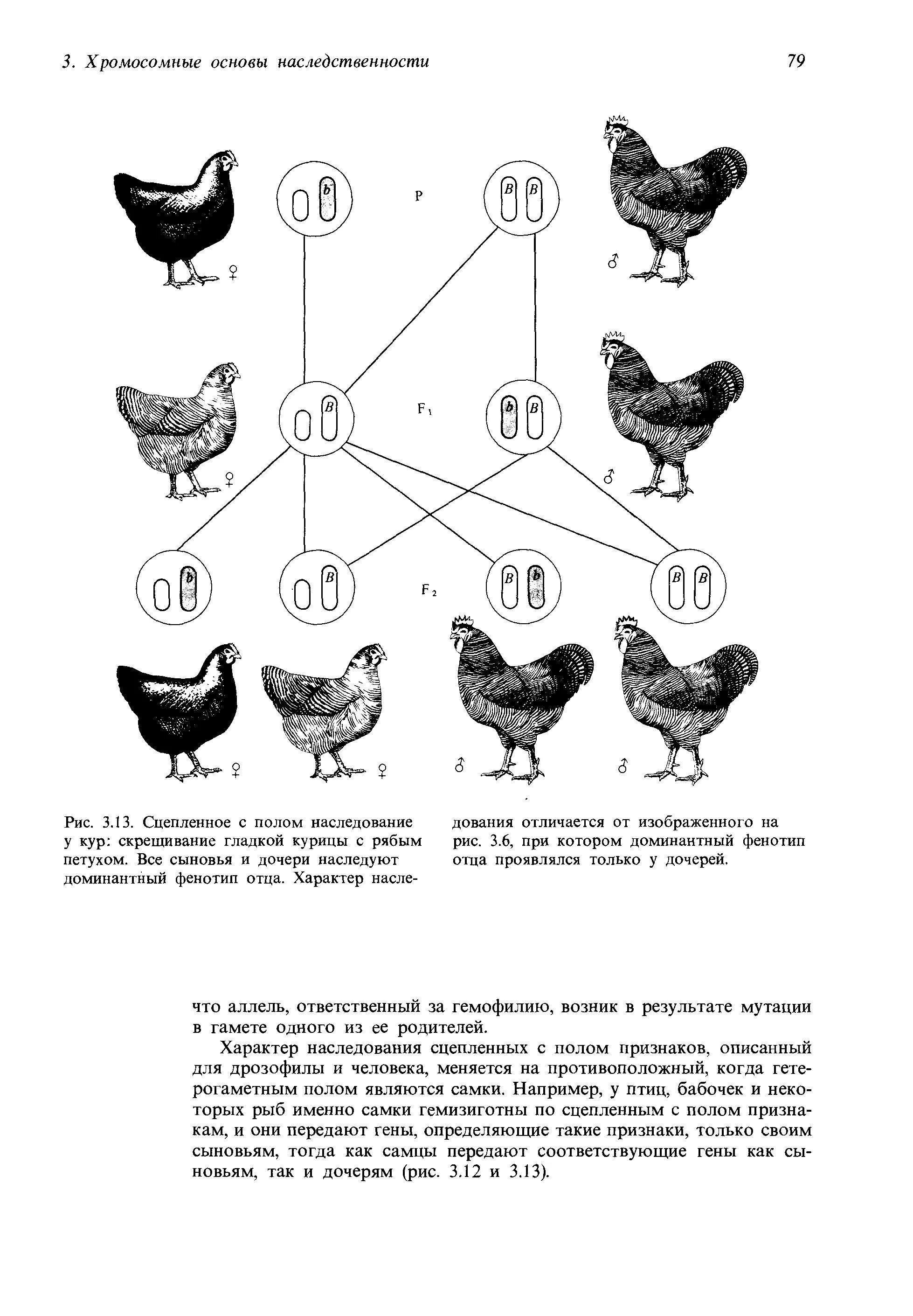 Таблица доминантных признаков у кур. Наследование окраски оперения у кур. Схема скрещивания кур. Наследование признаков у кур.