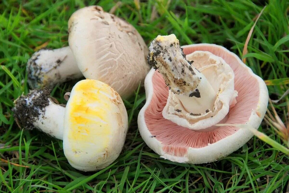 Шампиньон относится к съедобным. Ядовитый шампиньон желтокожий. Шампиньон желтокожий грибы. Ложный шампиньон желтокожий. Шампиньон желтокожий (Agaricus xanthodermus) ядовитые.
