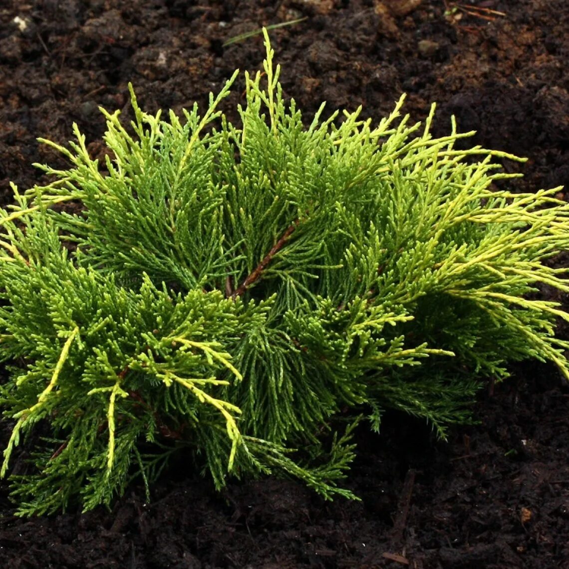 Можжевельник средний олд голд. Juniperus ×pfitzeriana Yellow Sapphire. Juniperus pfitzeriana White Splash. Могильный можжевельник. Можжевельник средний (сорт 'White Splash' ).