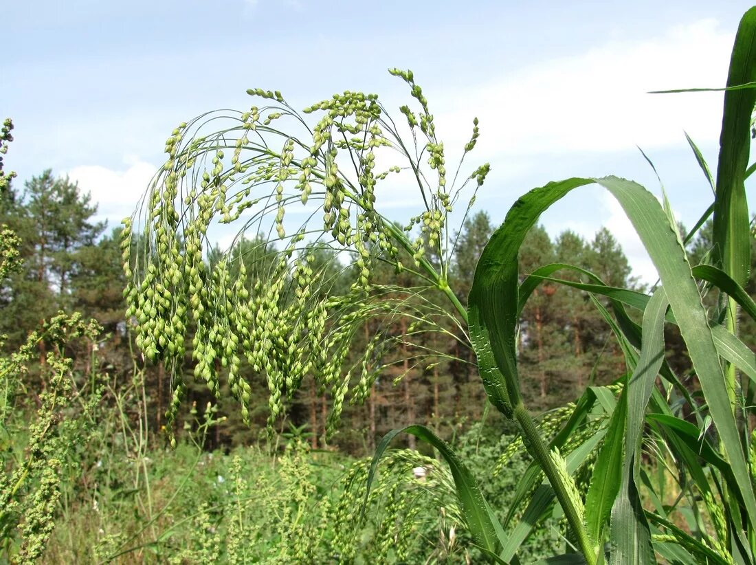 Просо сорнополевое. Просо (Panicum miliaceum). Просо Обыкновенное. Метелка проса. Особенности проса