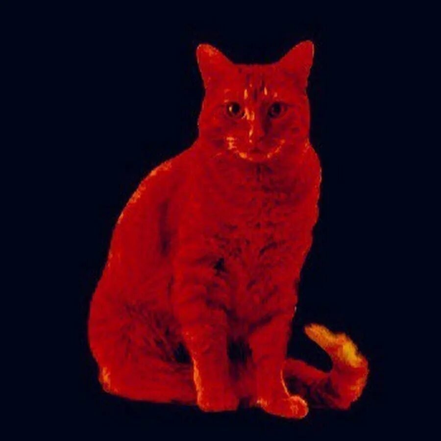 4 red cat. Красный кот. Красный котенок. Кошка красного цвета. Красный окрас кошек.