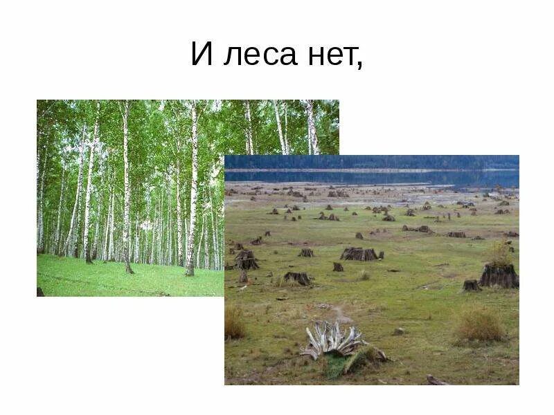 На земле лесов нет статья. Леса нет. леса нет на земле. на земле лесов нет. нет лесов.