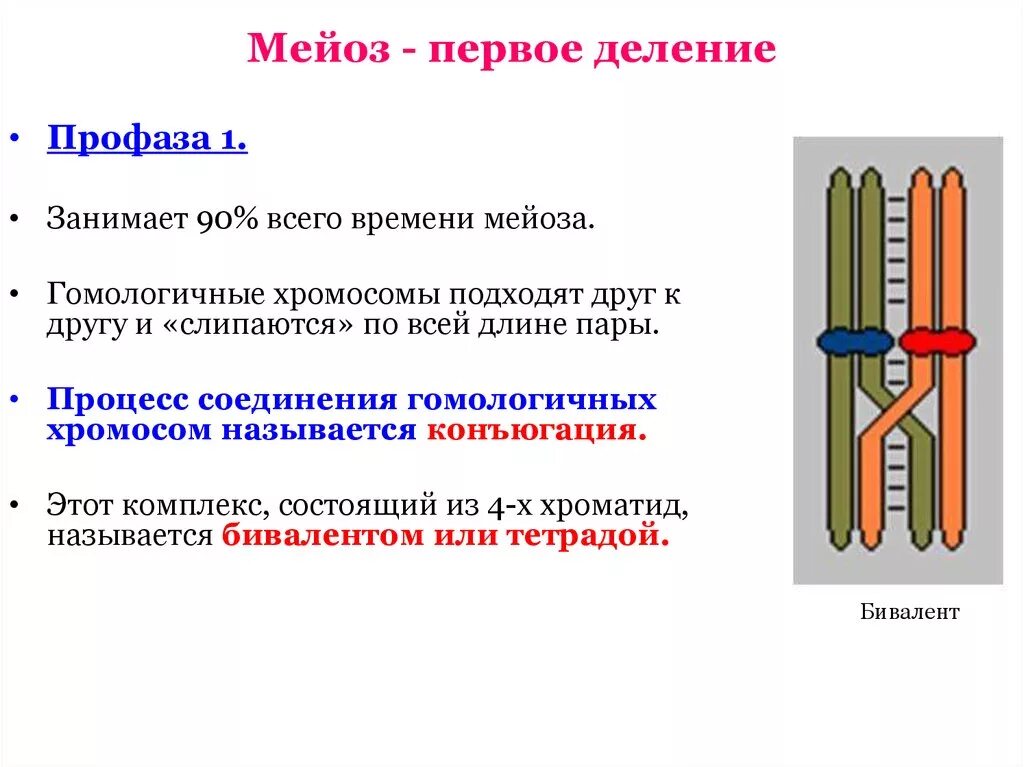 Конъюгация и кроссинговер в клетках животных происходят. Процесс кратковременного соединения гомологичных хромосом в мейозе. Мейоз 1 деление конъюгация. Конъюгация профаза 1. Процесс кратковременного соединения гомологичных хромосом.