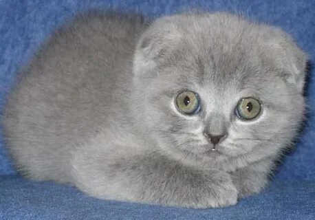 Имя кота вислоухого серого