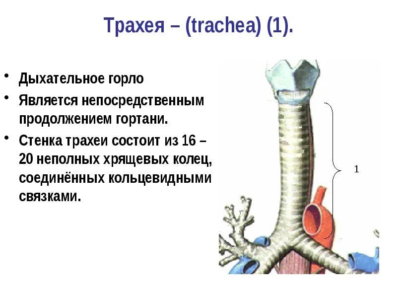 Функции трахеи. Трахея топография анатомия. Трахея топография строение функции. Скелетотопия трахеи. Функции трахеи анатомия.