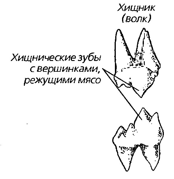 Строение зубов плотоядных. Зубная система хищных. Зубная формула насекомоядных