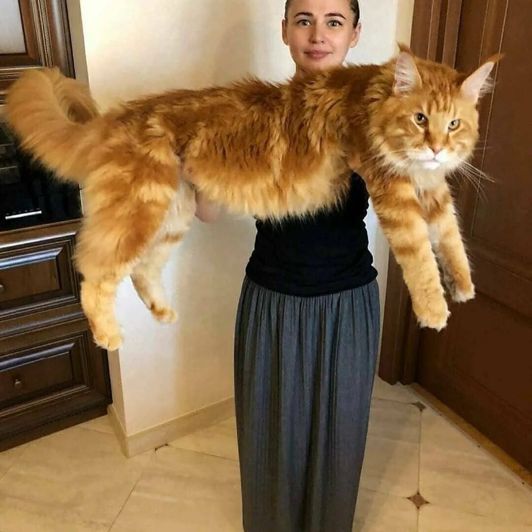 Самая большая домашняя кошка порода. Мейн-кун. Кошка Мейн кун. Мейнеугв. Мегкуйн.