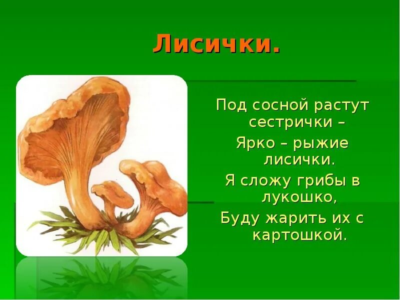 Проект про грибы 2 класс. Доклад про грибы. Рассказ о грибе опята. Рассказ о белом грибе. Грибы лисички описание для детей.