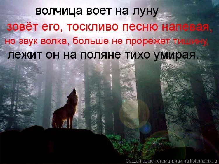 Воет днем человек. Стих про волка. Цитаты про одинокую волчицу. Волком выть хочется. Волк воет на луну.