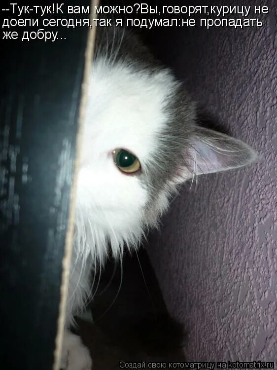 здесь есть кто живой. скучаю по тебе. почтальон печкин прикол. кот открывает дверь. тук тук тук кто там.