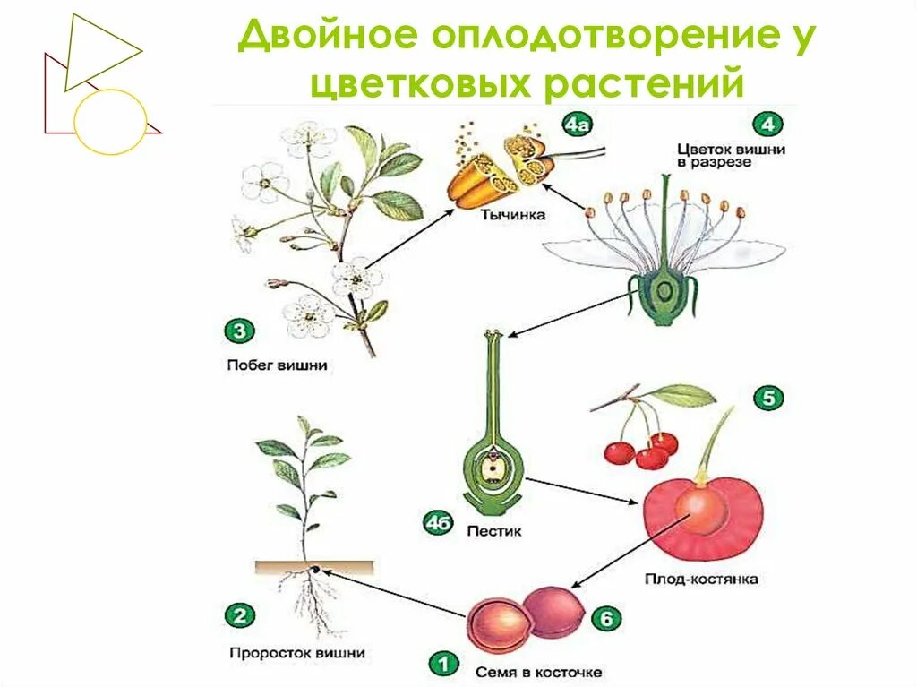 Семена покрытосеменных развиваются. Схема полового размножения цветковых растений. Оплодотворение покрытосеменных растений схема. Схема оплодотворения у цветковых растений. Размножение цветковых растений схема.