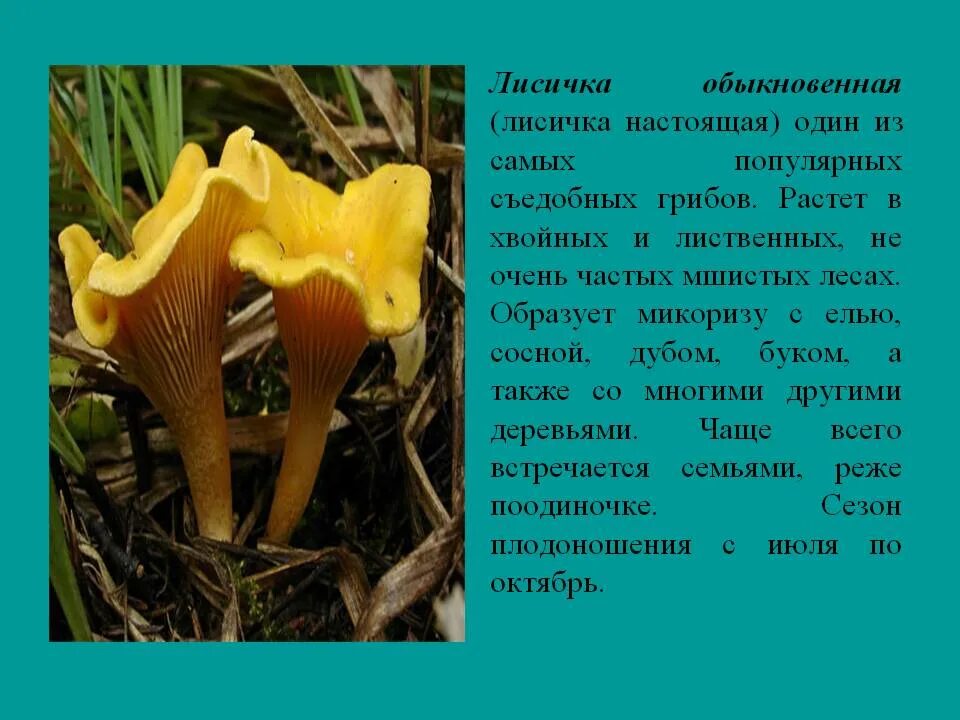 Гриб лисичка описание - CoffeePapa.ru