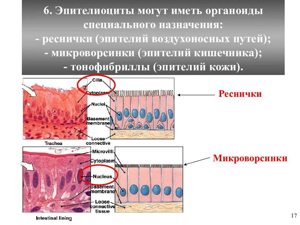 Тонофибриллы строение гистология. Органеллы эпителиальной ткани. Микроворсинки кишечного эпителия. Строение микроворсинок гистология. Микроворсинки это