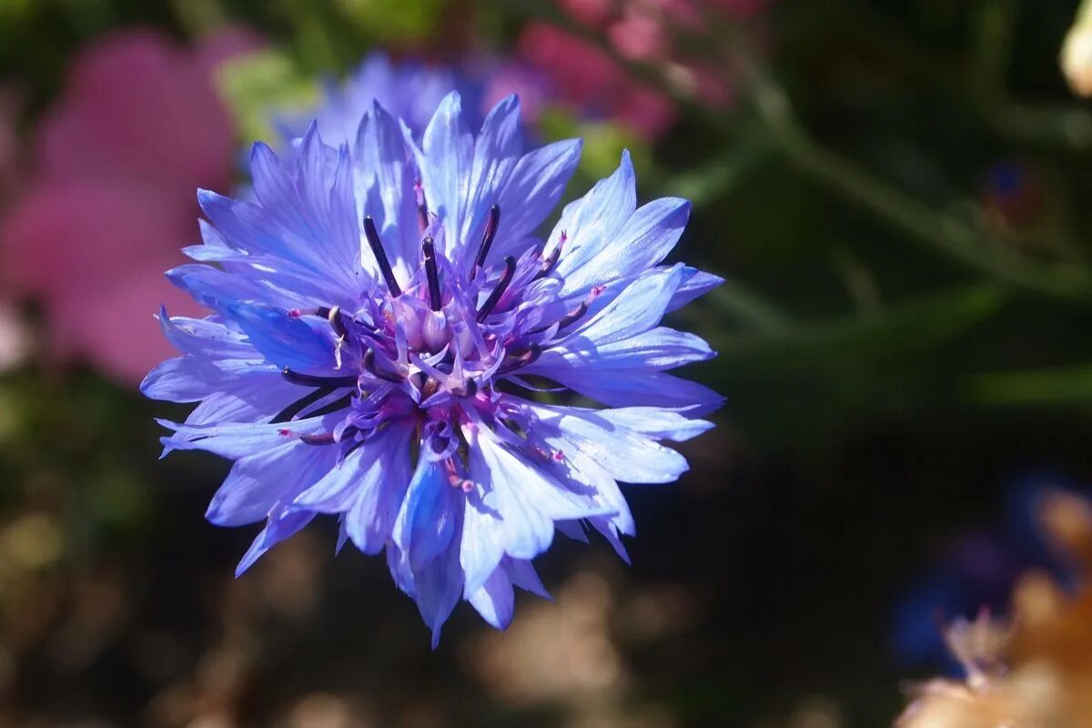 Василек горный грандифлора. Василёк Боровой. Василек горный grandiflora. Василек Блу медальон. Тип василька