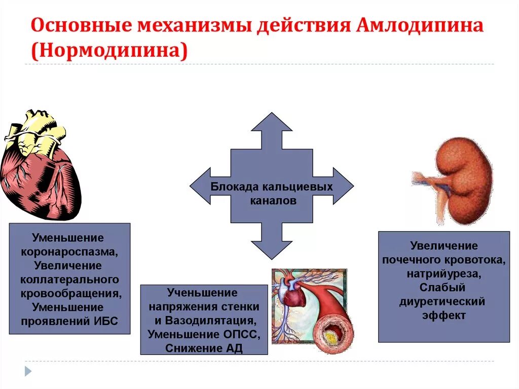 Амлодипин побочные действия при длительном применении. Амлодипин механизм действия. Механизм действия амлодипина. Эффекты амлодипина. Amlodipinum механизм действия.