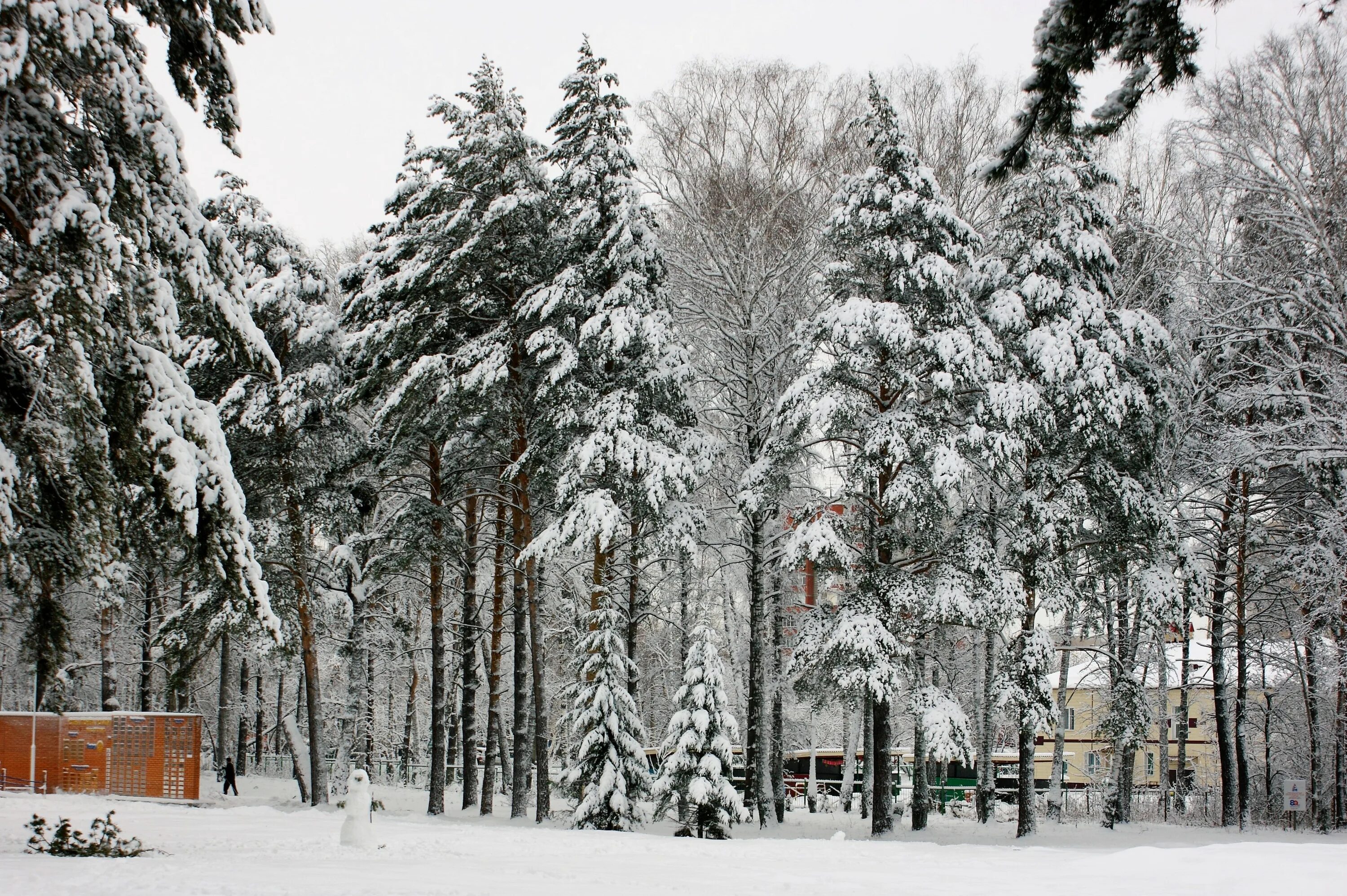 Хвойные новосибирск. Сосновый Бор (парк, Новосибирск). ПКИО Сосновый Бор Новосибирск. Сосновый Бор Новосибирск зимой. Сосновый Бор парк Новосибирск зимой.