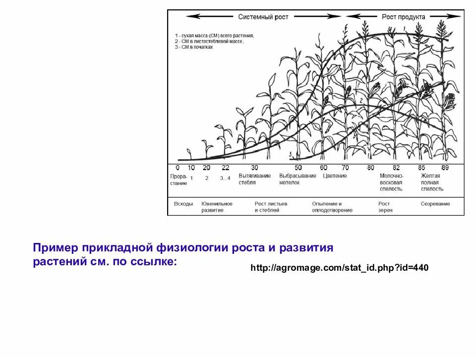 Рост движение и развитие растений. Внутрипочечная фаза развития листа. Рост и развитие растений. Пример роста и развития у растений. Онтогенез растений. Рост и развитие растений.