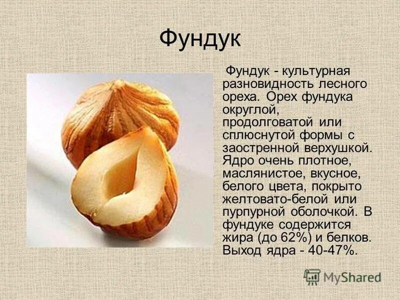 Орехи аллерген. Фундук лещина орешник разница. Лесной орех. Фундук и Лесной орех разница. Строение лесного ореха.