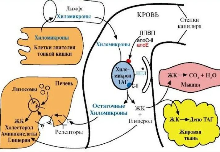 Жиры под действием ферментов печени. Схема транспорта экзогенных липидов в крови. Схема метаболизма липидов в организме человека. Схема метаболизма липопротеинов. Схема метаболизма липопротеидов.