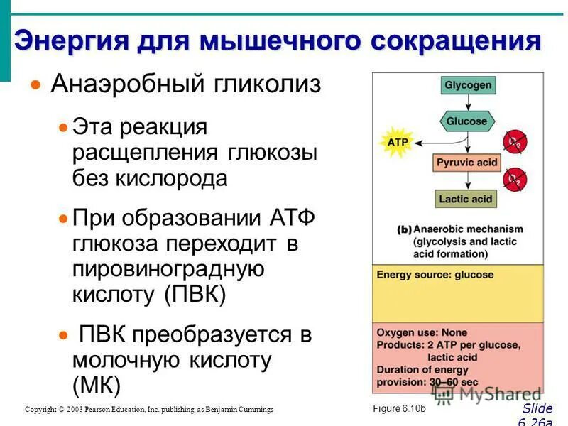 Атлетическая гимнастика картинки для презентации. Энергия необходимая для работы мышц освобождается в процессе. Энергия необходимая для работы мышц. Энергия необходимая для работы мышц освобождается в процессе. Источники энергии для работы мышц.