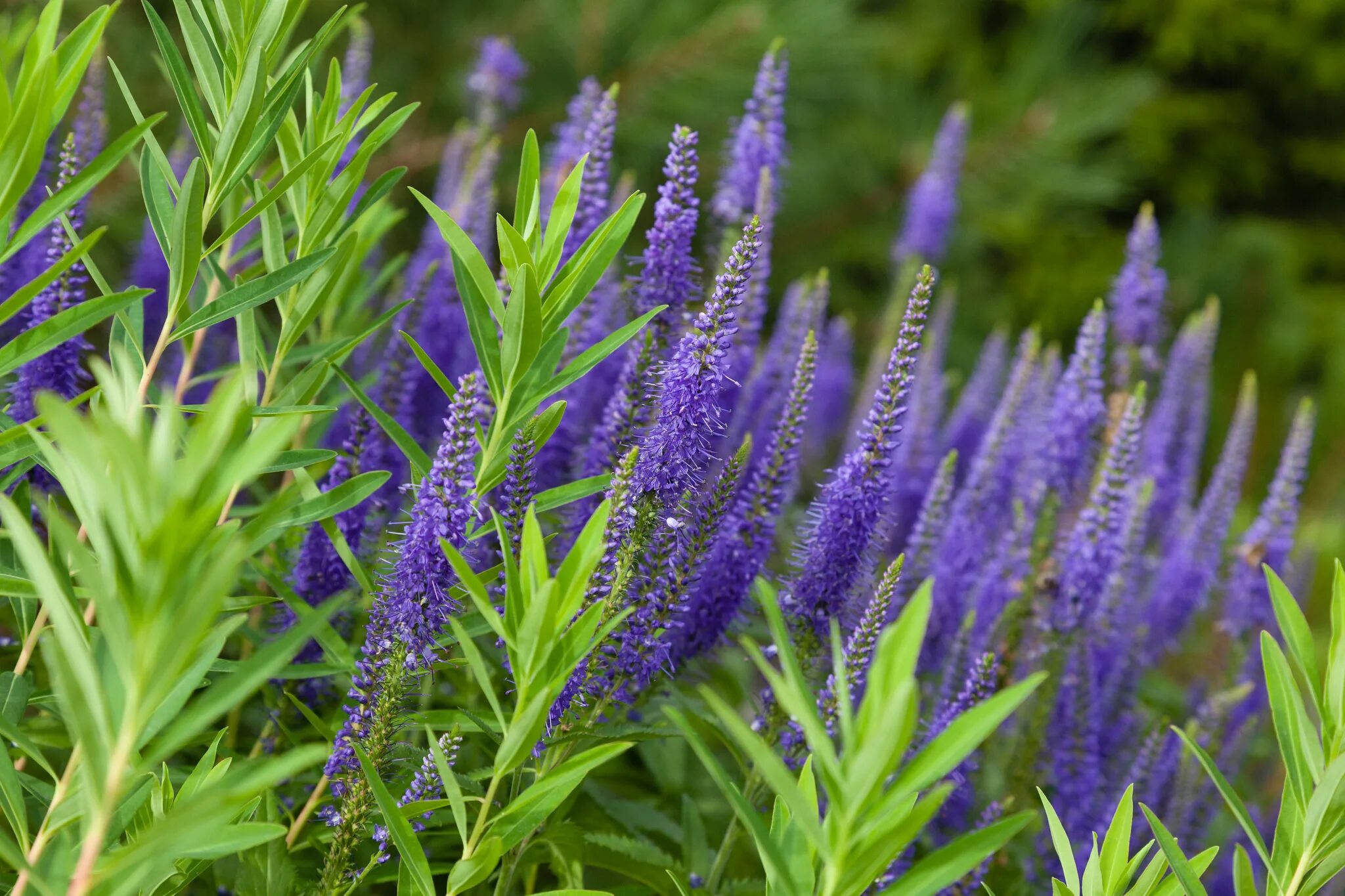 Репейник паутинистый. Мокрица звездчатка. Расторопша пятнистая. Как называют цветковые растения. Репейник lappa.