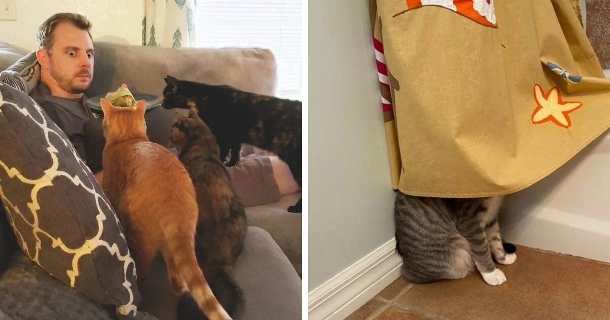 Decode Your Cat’s Behavior: 17 Cat Behaviors Explained Cat behavior, Funny cats 