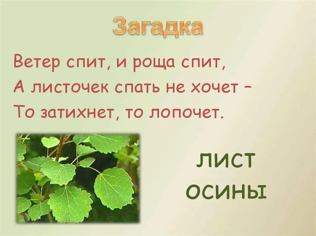 Как появилась поговорка дрожит как осиновый лист. Загадки про деревья для дошкольников. Загадка про осину. Загадки про листья. Загадки про деревья короткие.