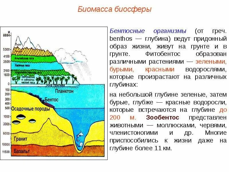 В биосфере биомасса животных во много. Биомасса биосферы. Биосфера как система. Распространение биомассы в биосфере. Границы биосферы схема.