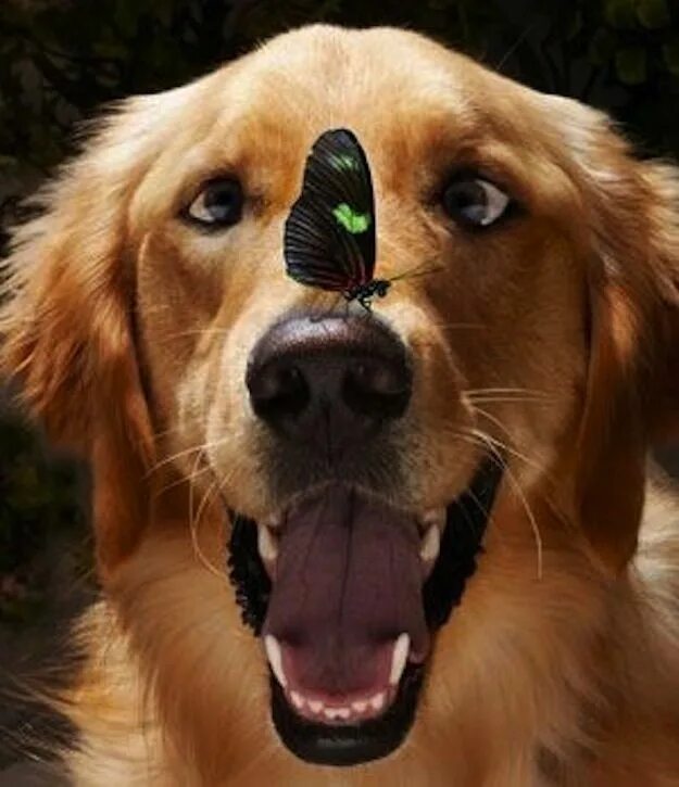 Зелёный золотистый ретривер. Веселая собака. Классные собаки. Смешные картинки животных.