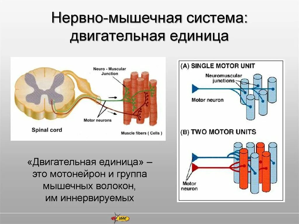 Общее свойство нервной и мышечной. Двигательная единица мышц  анатомия. Схема двигательной единицы мышцы физиология. Строение нервно-мышечной системы. Двигательная единица мотонейрон.