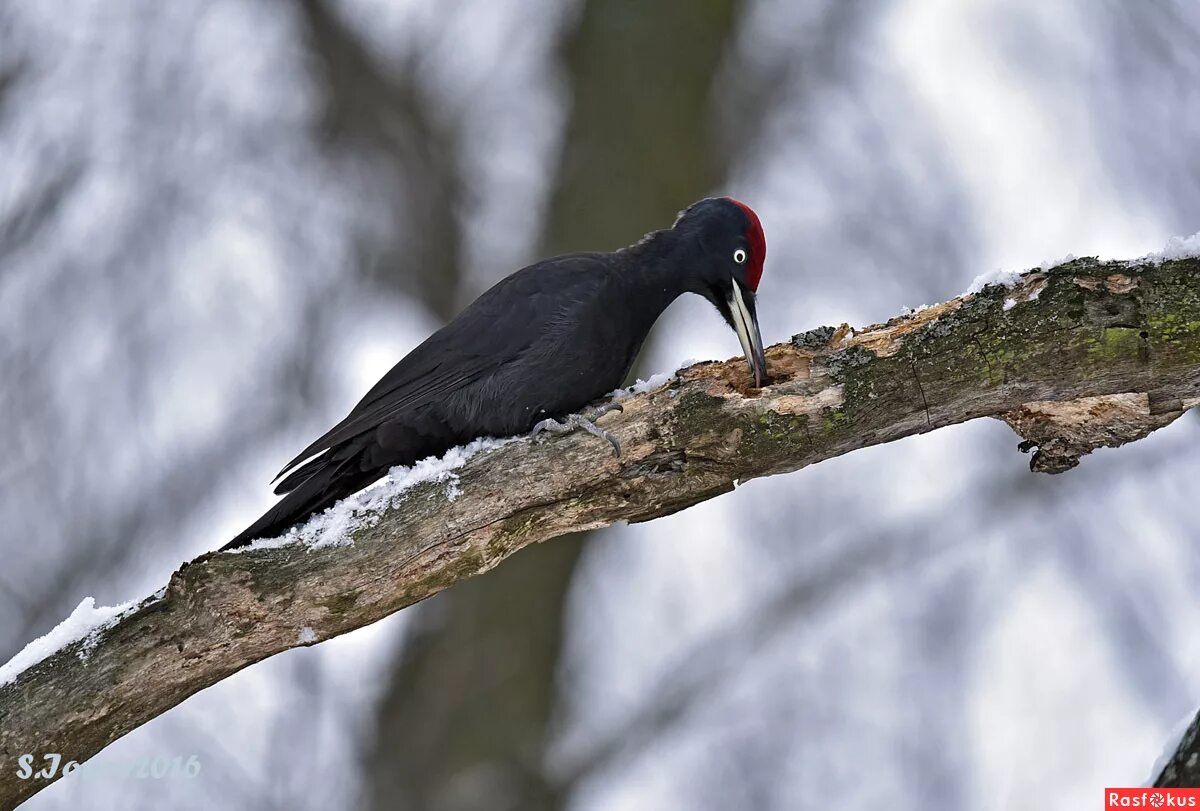 сообщение про черного дятла. чёрный дятел желна. дятел желна обдирает дерево. черный дятел в полете. черный дятел предложение.
