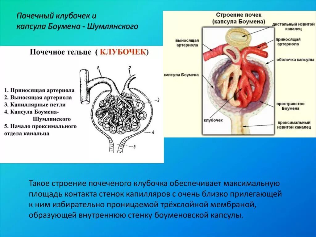 Нефрон строение капсула Боумена. Нефрон капсула Шумлянского Боумена. Строение капсулы Боумена. Капсула клубочка Боумена. Незначительное выделение мочи латынь