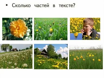 Золотой луг