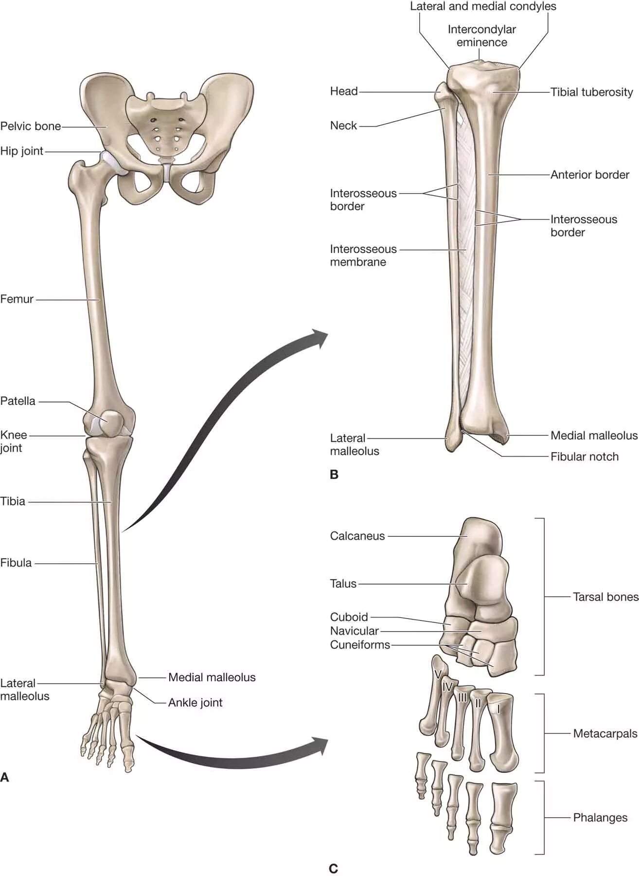 Нижние конечности бедро. Кости нижних конечностей человека анатомия. Строение нижних конечностей анатомия. Кости нижних конечностей анатомия строение. Нога анатомия строение кости.