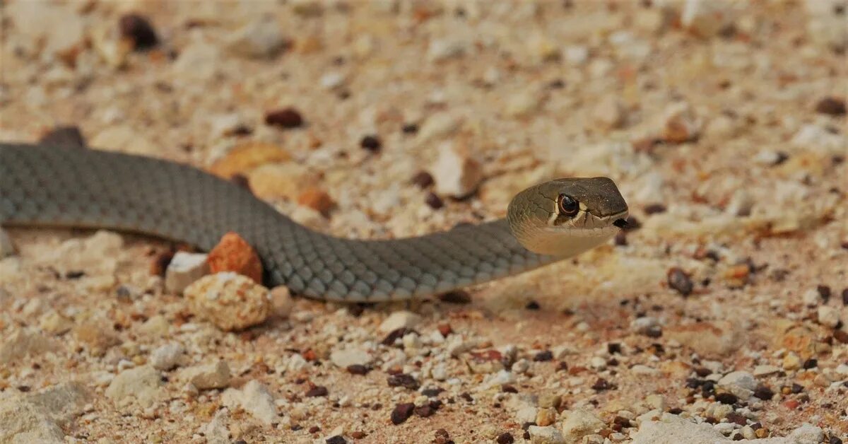 7 Serpents Les Plus Colorés Qui Sont Uniques Au Monde - YouTube