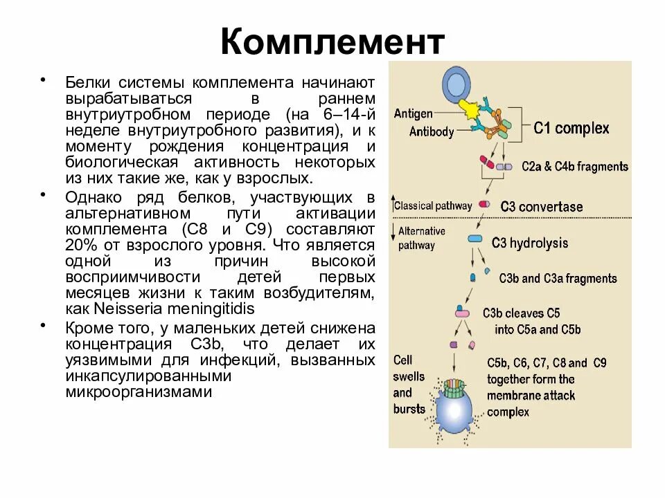 Система белков комплемента. Характеристика системы комплемента. c 2a в системе комплемента. характеристика белков комплемента. система комплемента с1 белок.