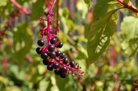 Poison plant