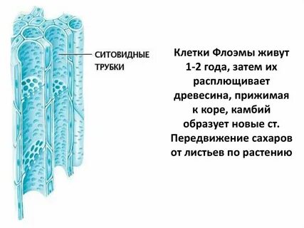 Трубки флоэмы